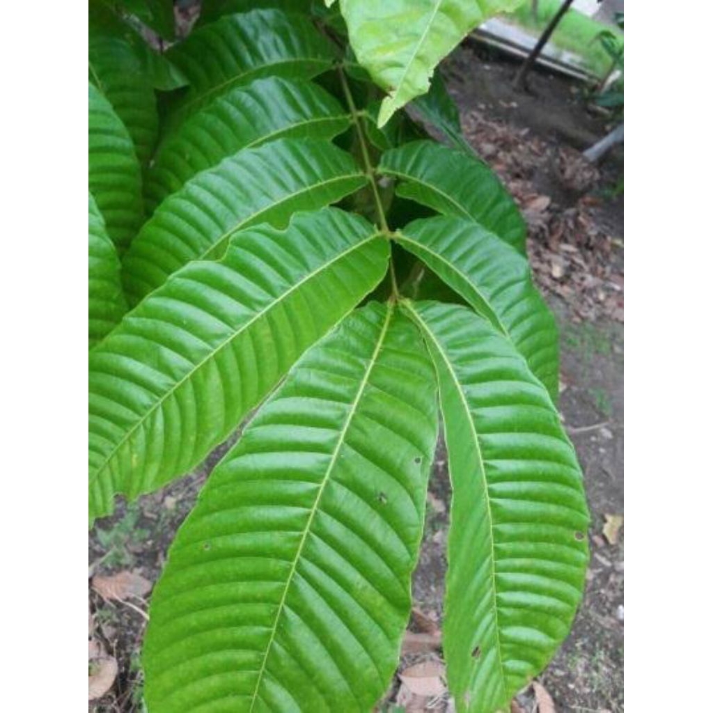 

Daun matoa herbal fres baru petik 100g untuk mengobati batuginjal, mengatasi batu empedu dan lain-lain