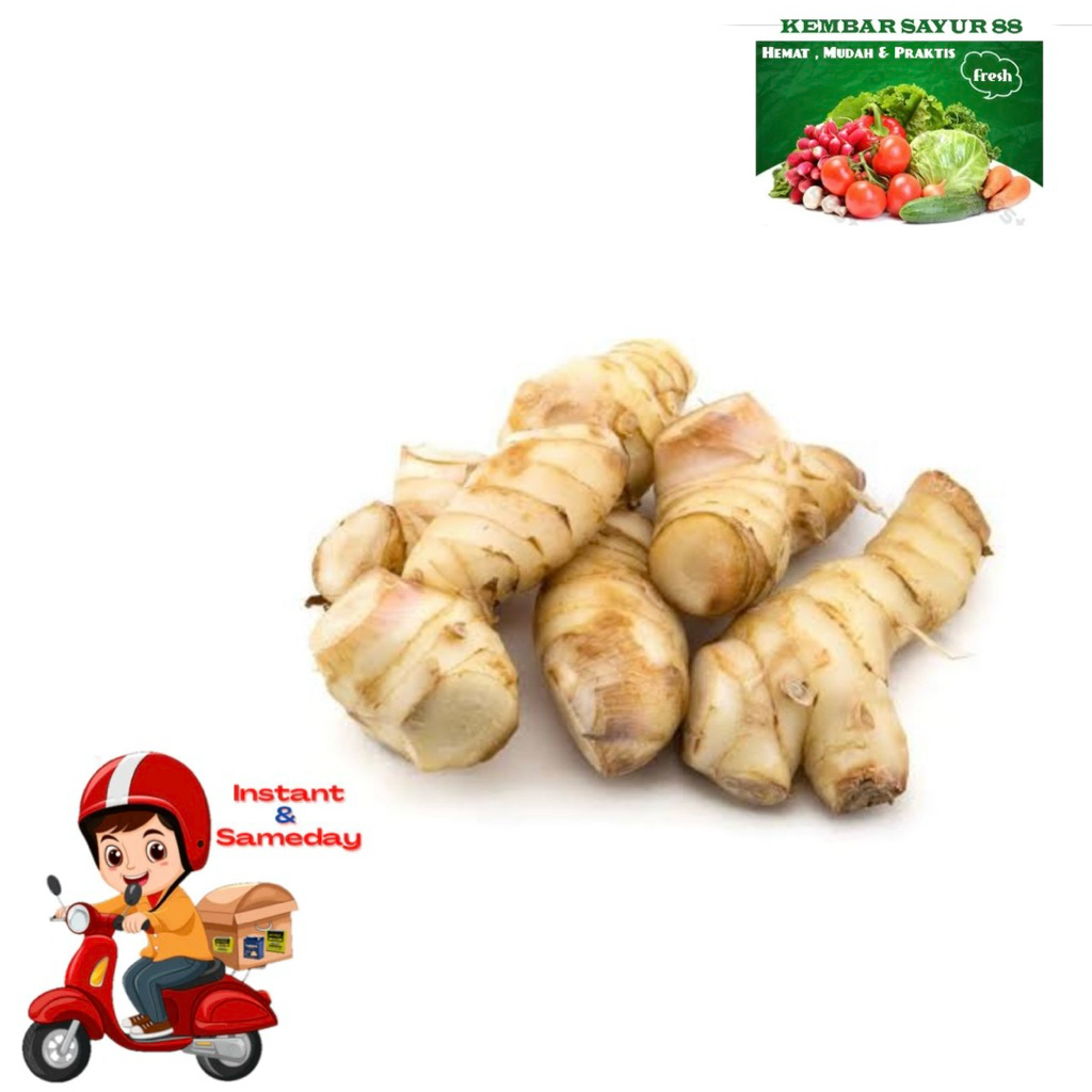 

Kencur Segar - kembarsayur88