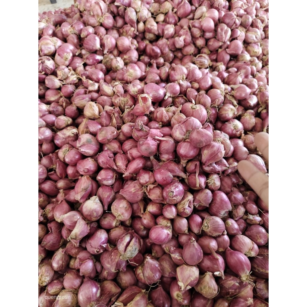 

Bawang merah fresh 1kg siap kirim