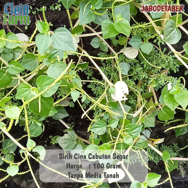 

Daun Sirih Cina 100 Gram Tanpa Media Tanah Obat Herbal Rematik Kolesterol Jerawat Cielo Farm