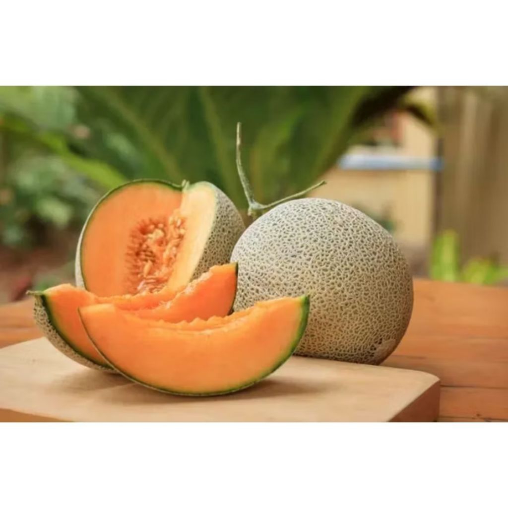 Biji benih melon cantaloupe