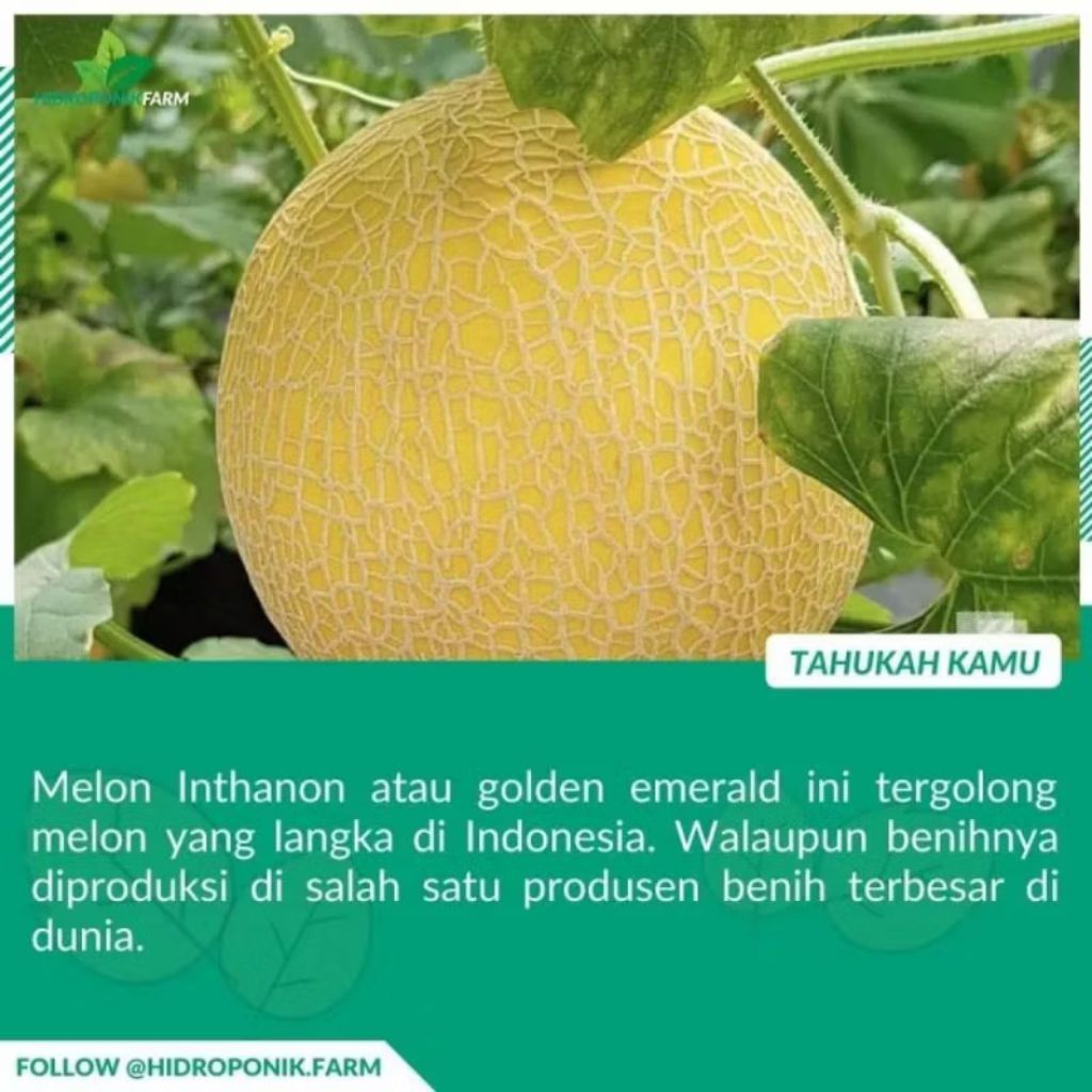 Biji benih melon inthanon golden /emerald