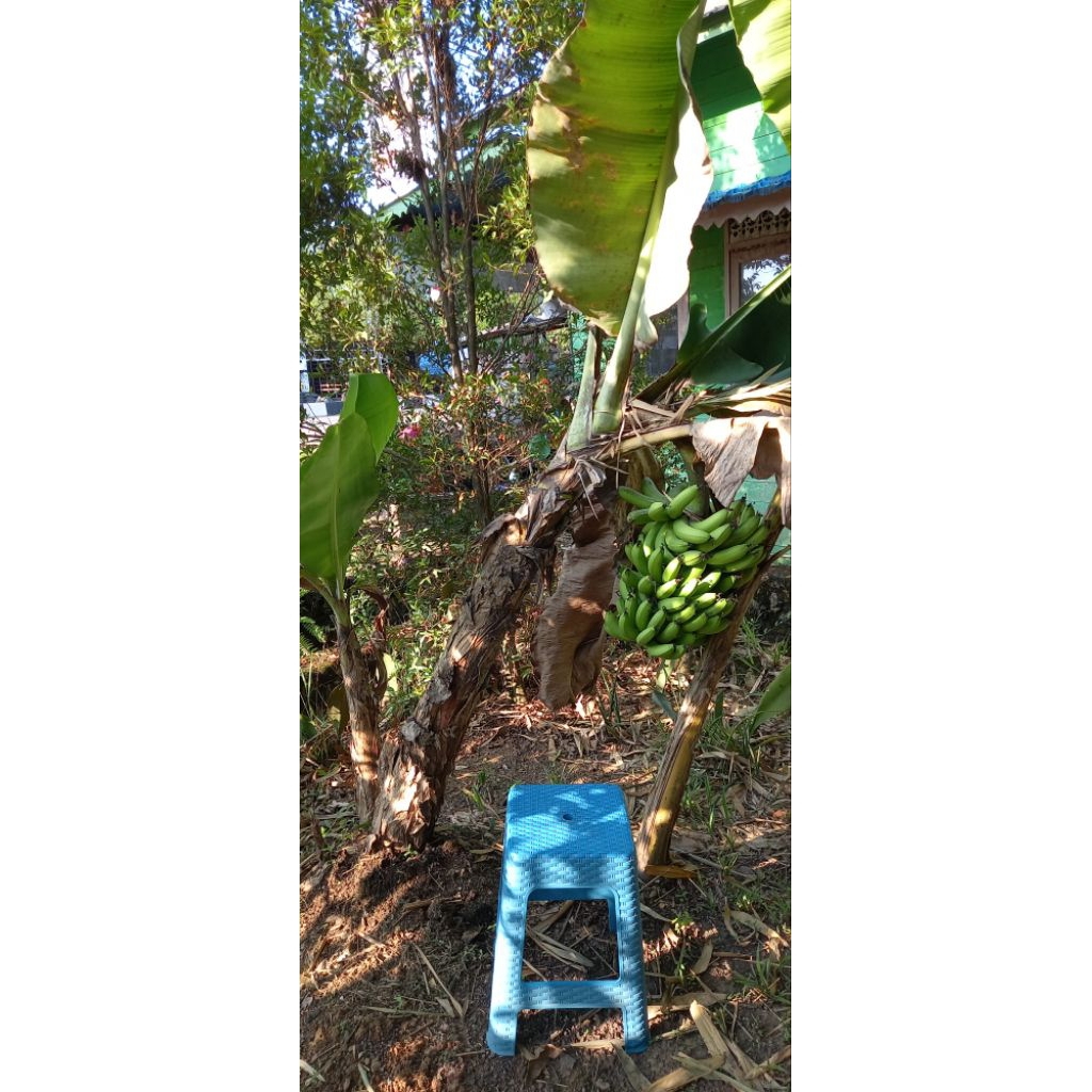 Bibit pohon pisang ambon mini