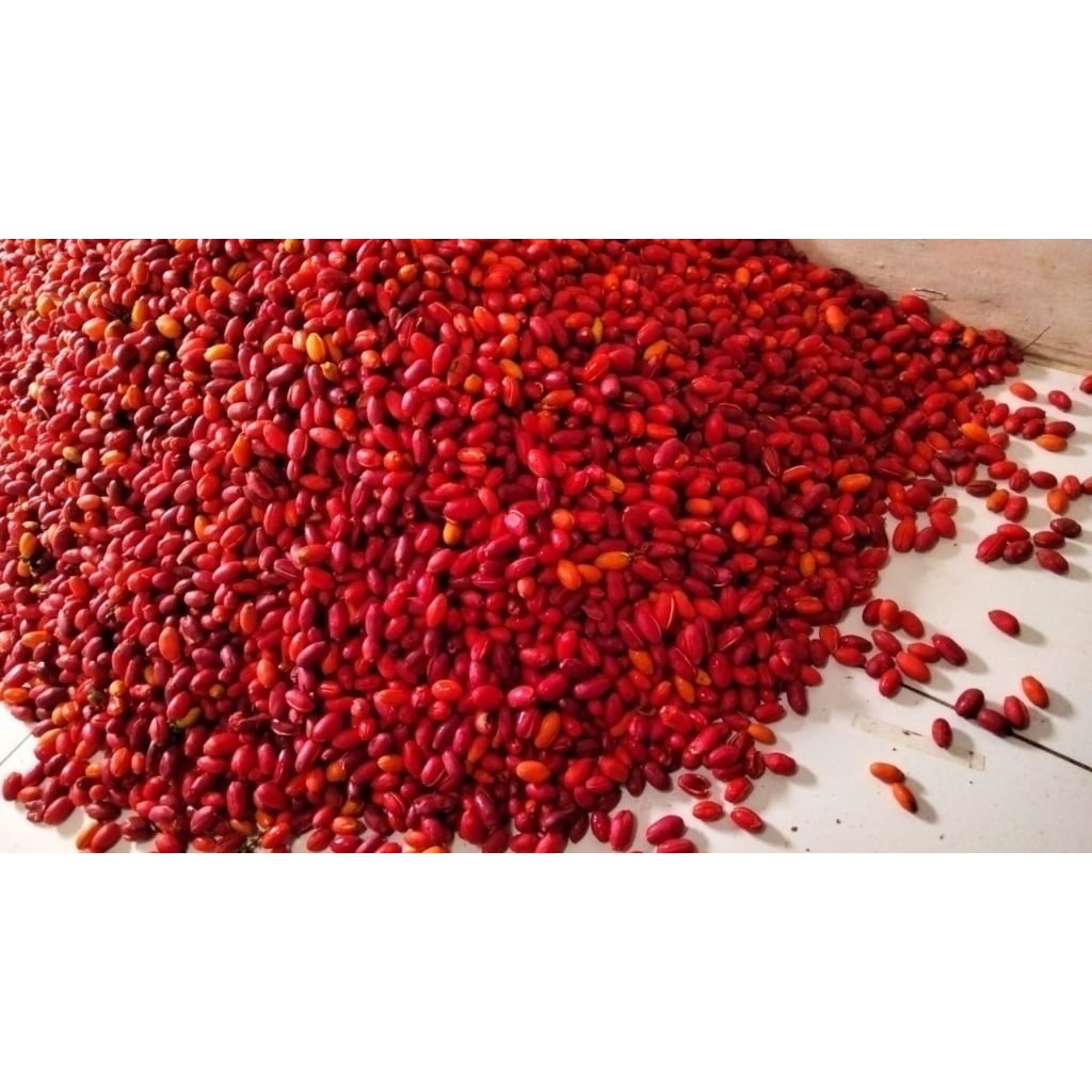 

KULIT TANGKIL / KULIT MELINJO SEGAR FRESH, SIAP MASAK!!!!!