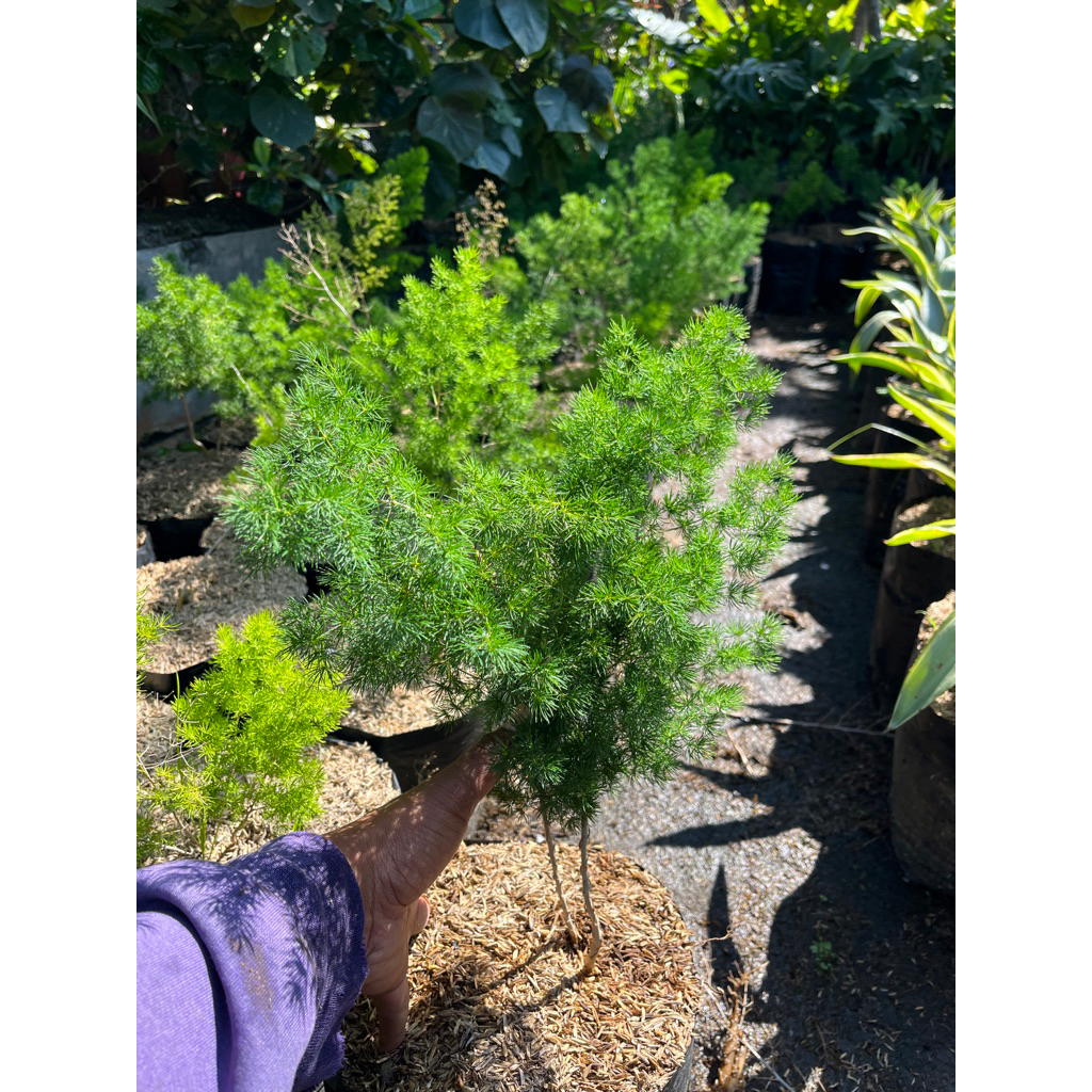 Asparaga Bintang - Tanaman Hias Asparaga Bintang - Asparagus Bintang