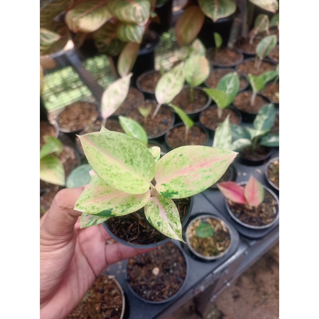 anakan aglonema emerald