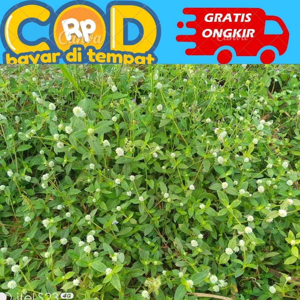 

daun kremak / kremah buat obat berak darah 500 gram