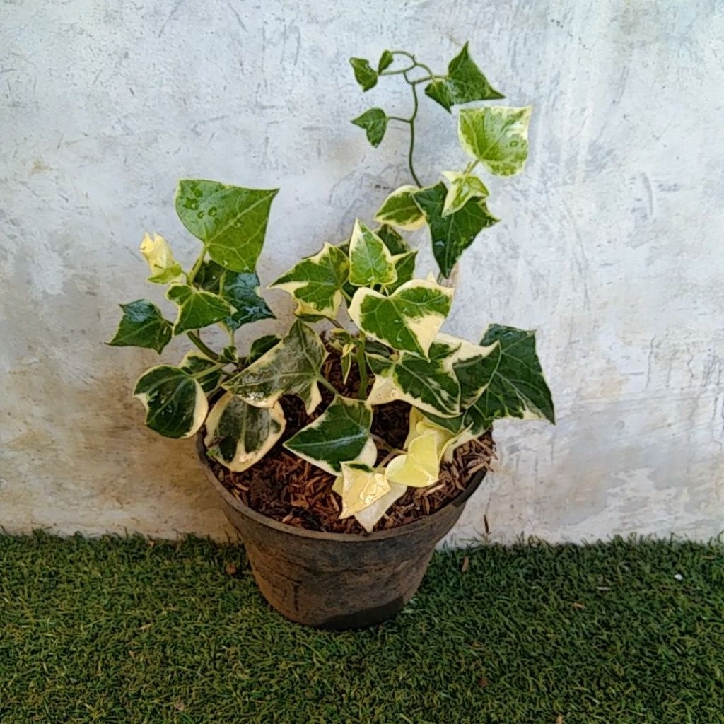 Tanaman hias ivy happy - pohon hias gantung ipi varigata - bunga ivy hidup