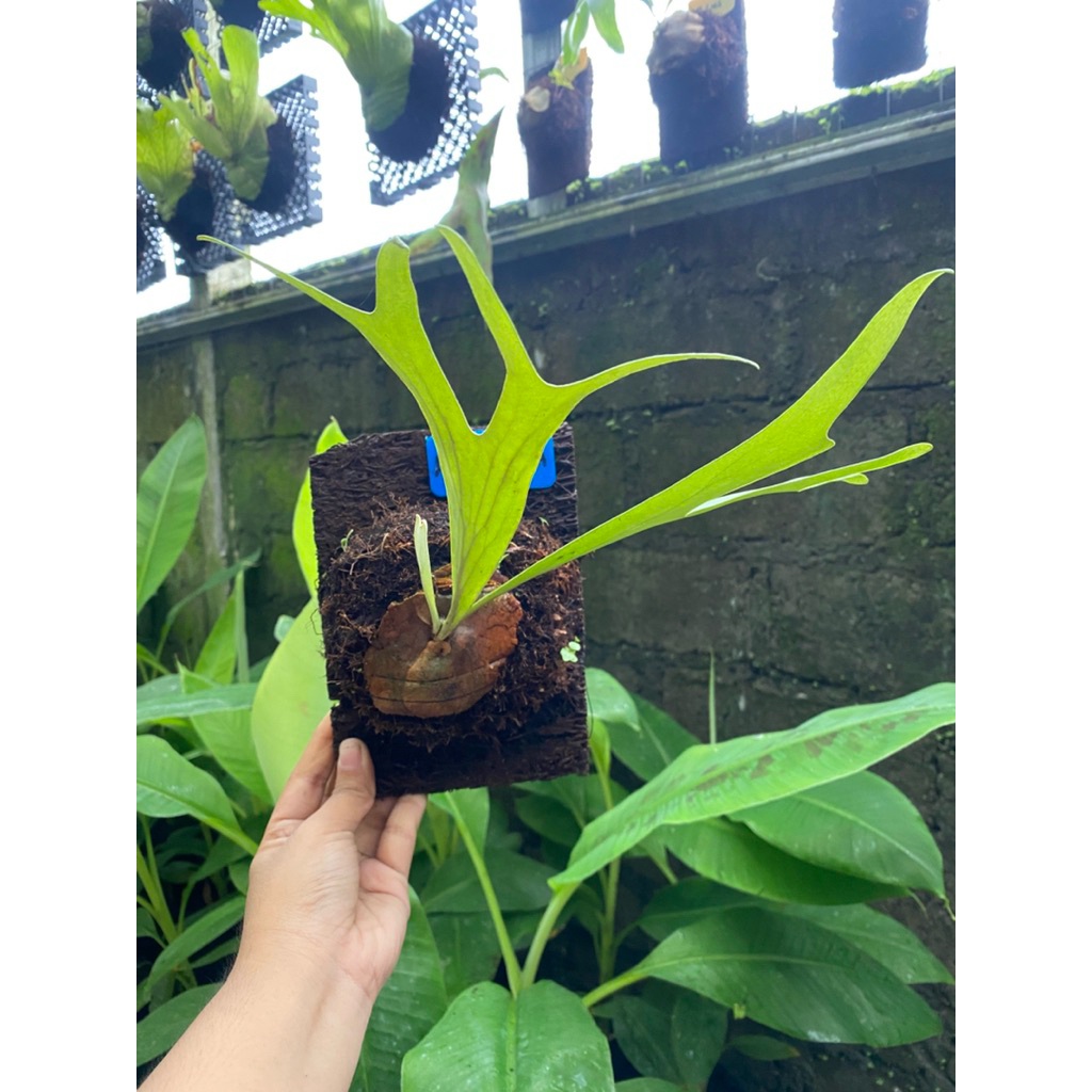 Platycerium Alcicorne Africa rawatan pakis
