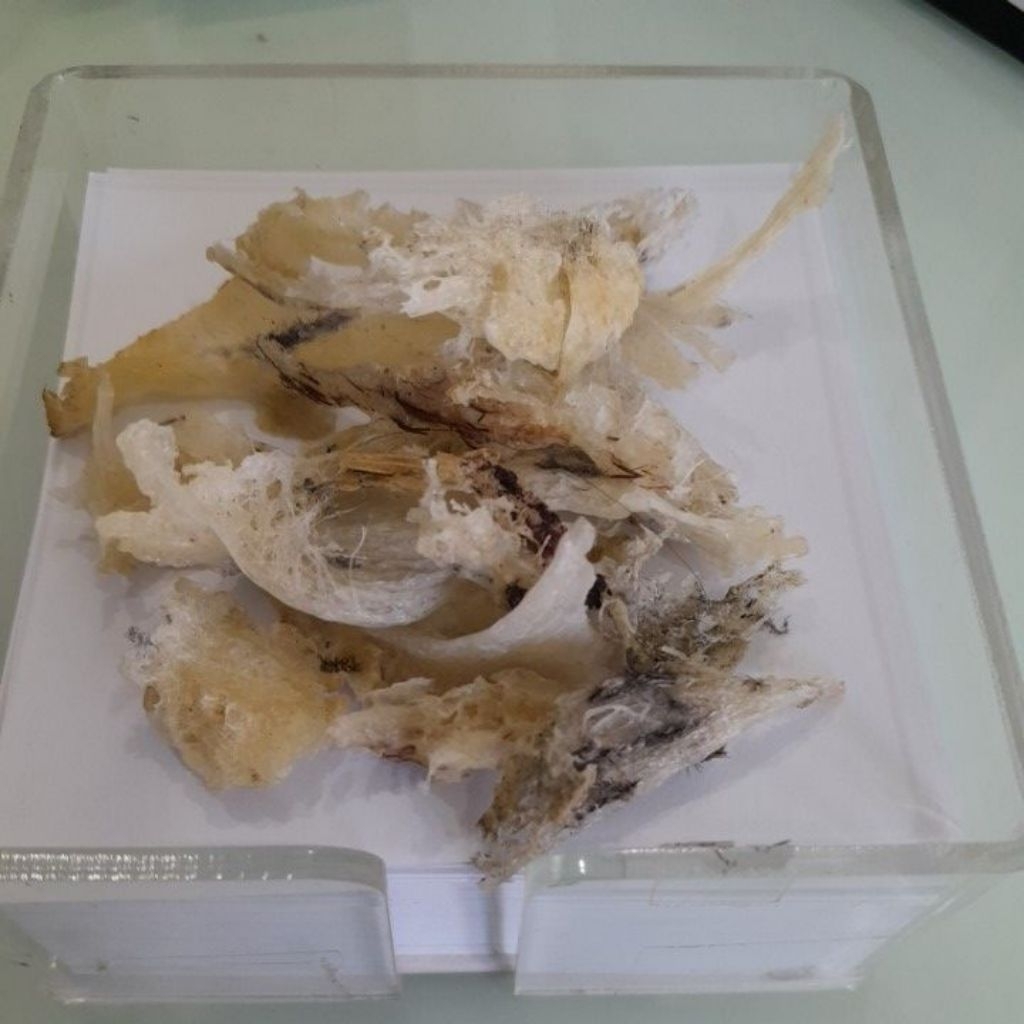 

Obral/flash sale patahan panjang/berbentuk oval masih kotor sarang walet