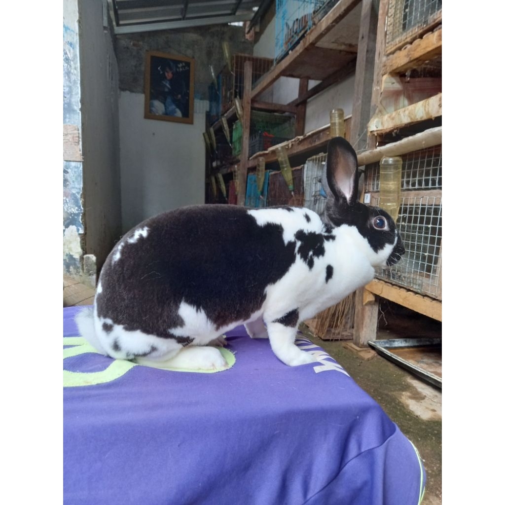 Kelinci Rex bulu karpet jantan dewasa (5).