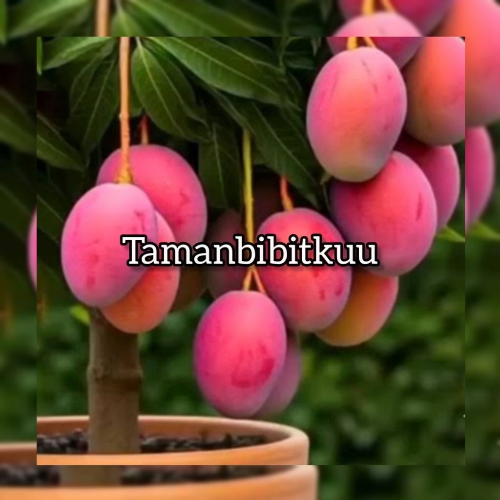 Bibit Mangga Yuwen Seri 6 Tinggi 1 Meteran Siap Berbuah Cepat