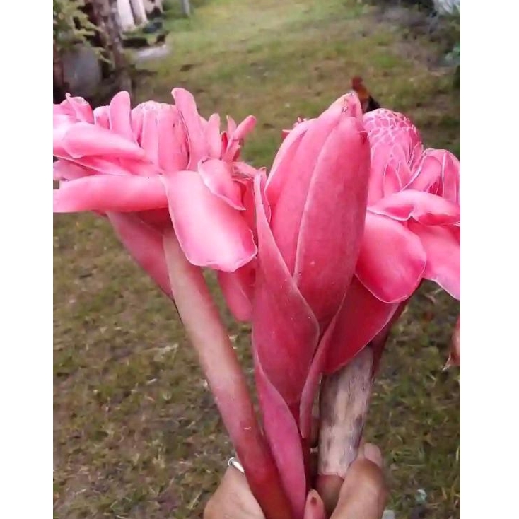 

Bunga Kecombrang Segar Untuk Pelangkap Masakan