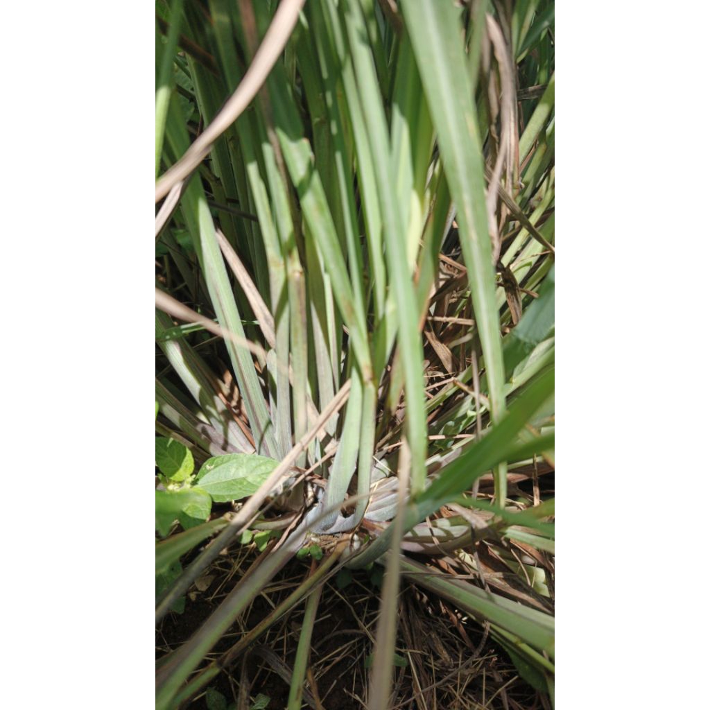 

Serai atau Sereh 1 Ikat isi 6 buah