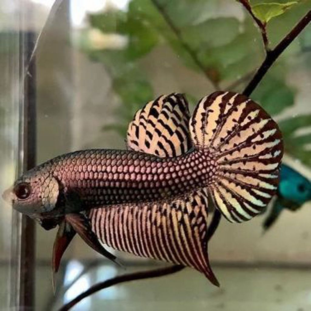 wild Betta allien cooper murah