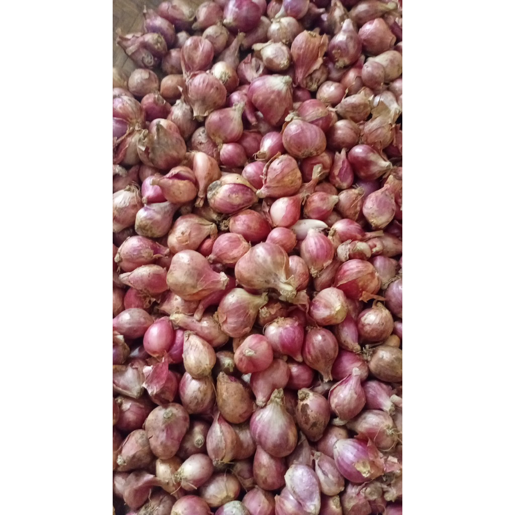 

BAWANG MERAH SUPER organik fresh 1kg