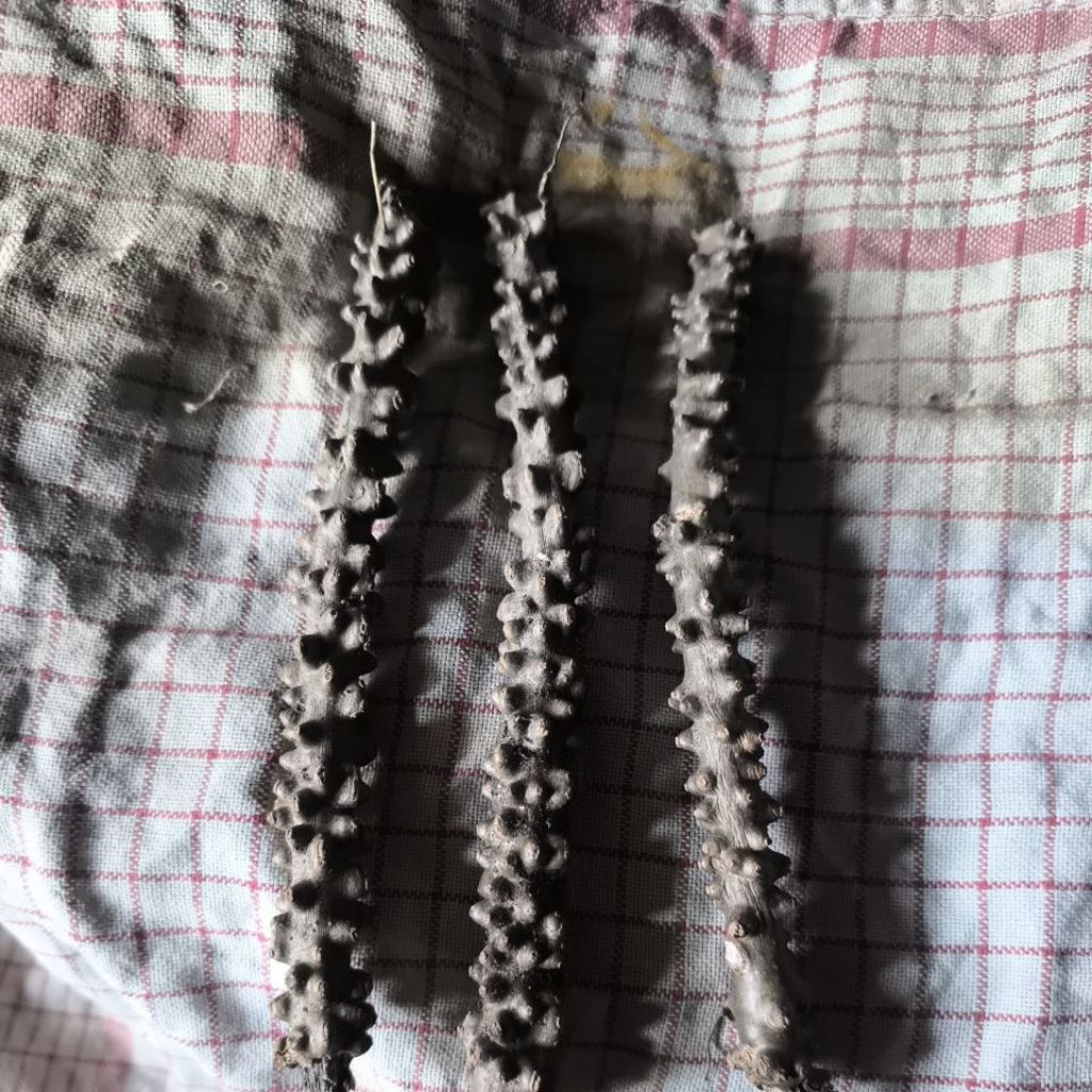 

Akar Pahit/Brotowali