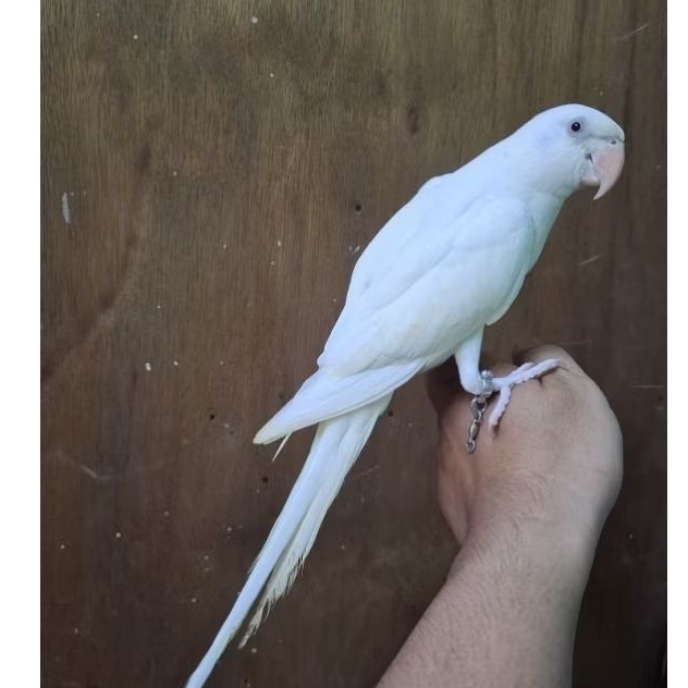 Indian ring neck albino jinak