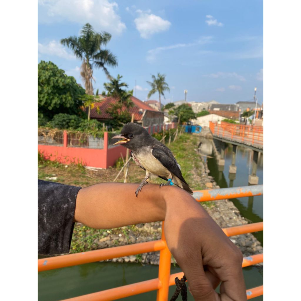 burung kekep babi freefly /Lolohan