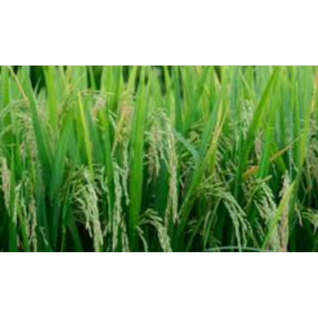 benih padi sertani 13c