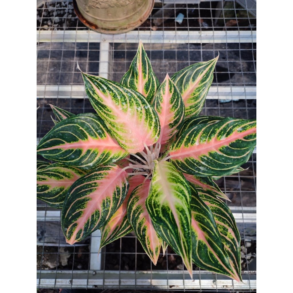 Aglaonema Pink Sunset