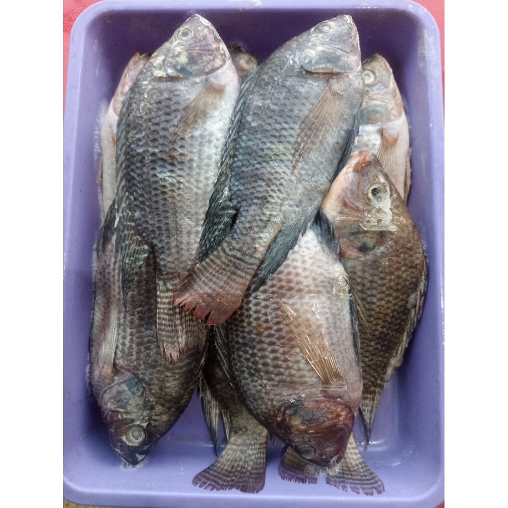 

ikan nila / mujair segar