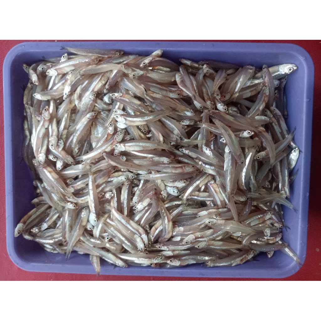 

ikan teri segar
