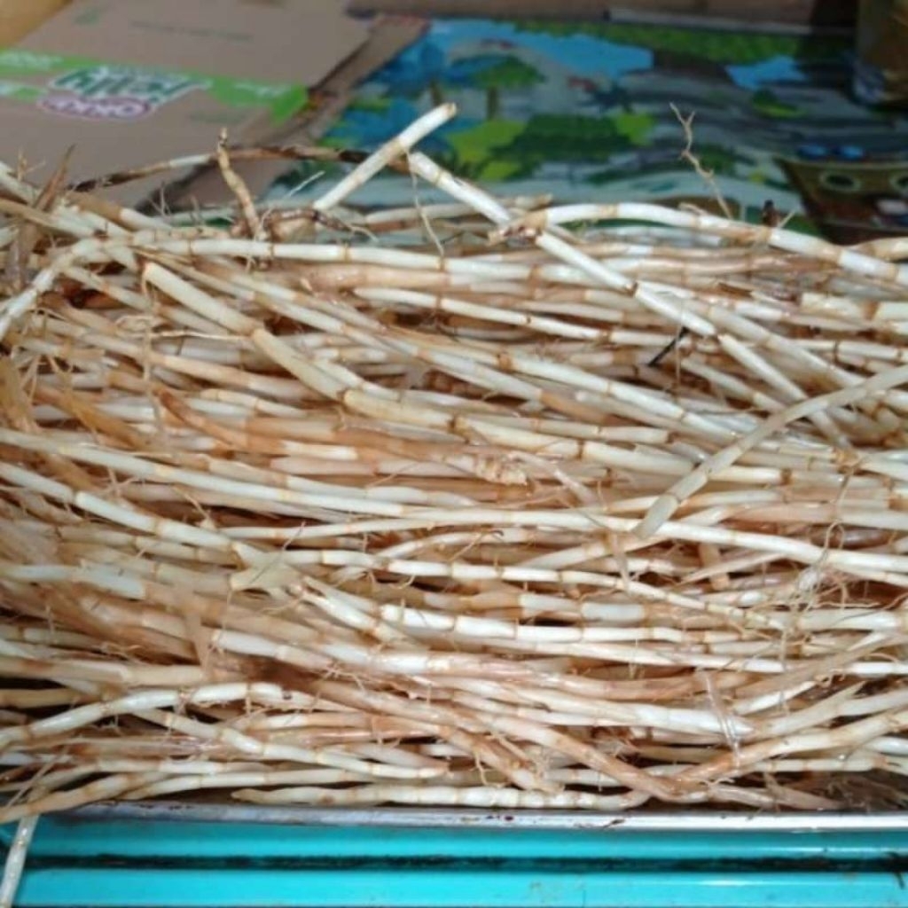 

Akar alang alang basah fresh 1kg