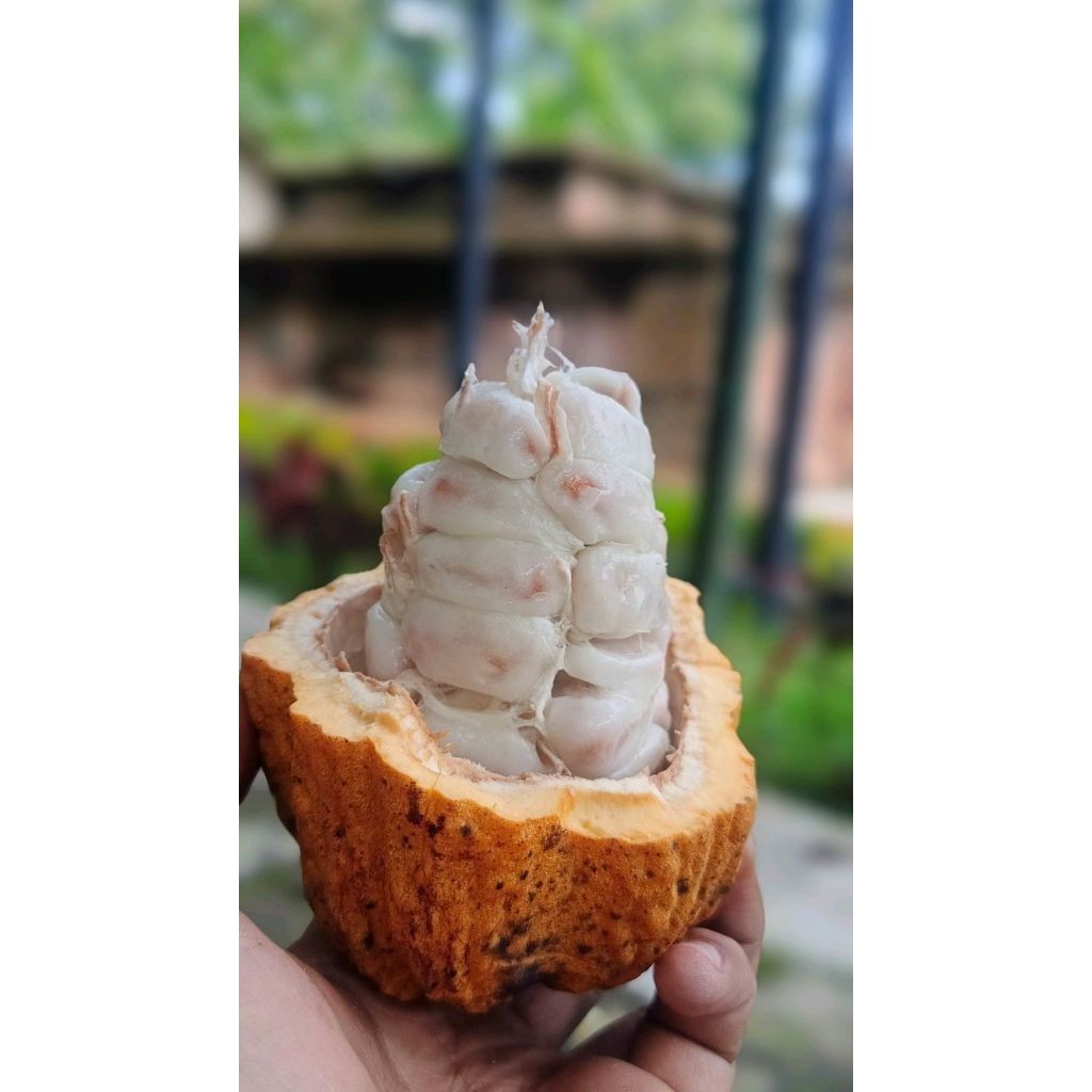 

buah coklat matang/kakao matang seger per 1 pcs bisa untuk bibit