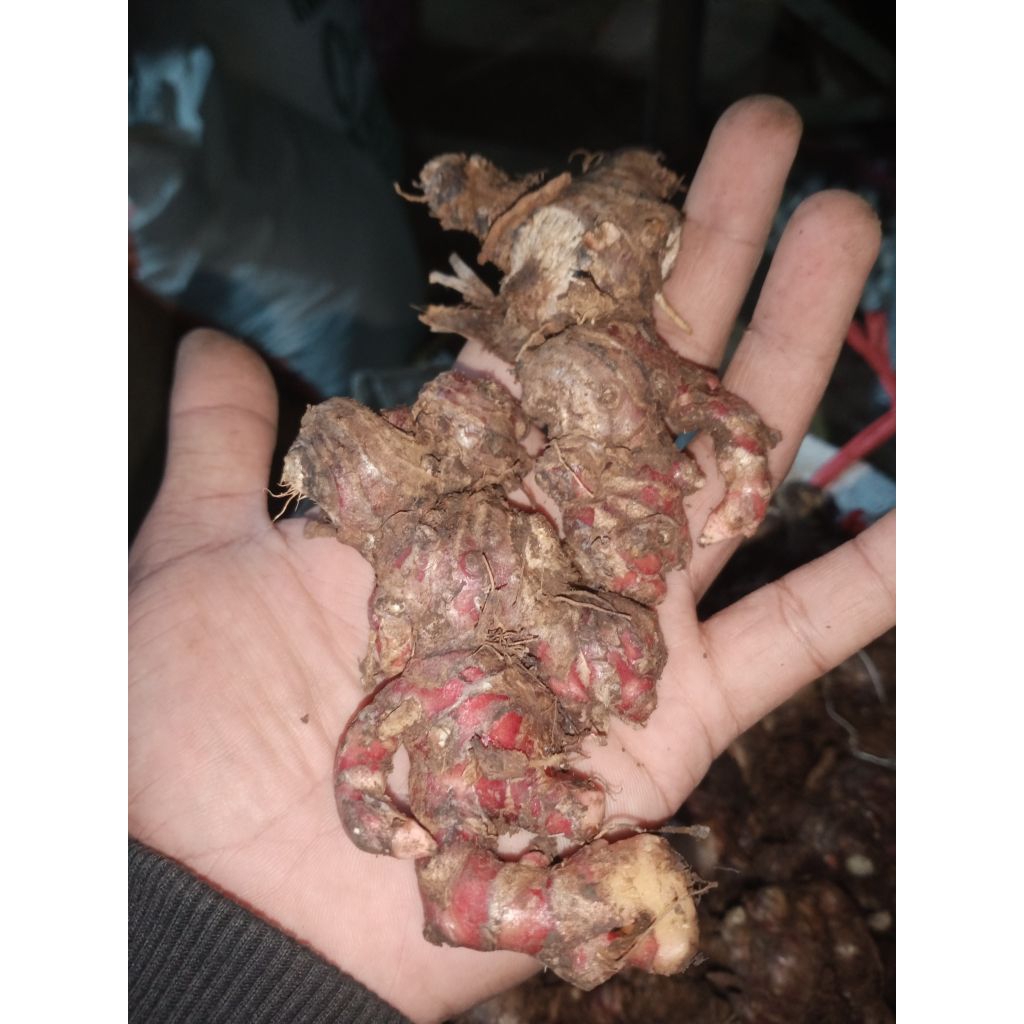 

jahe merah segar fresh 750g