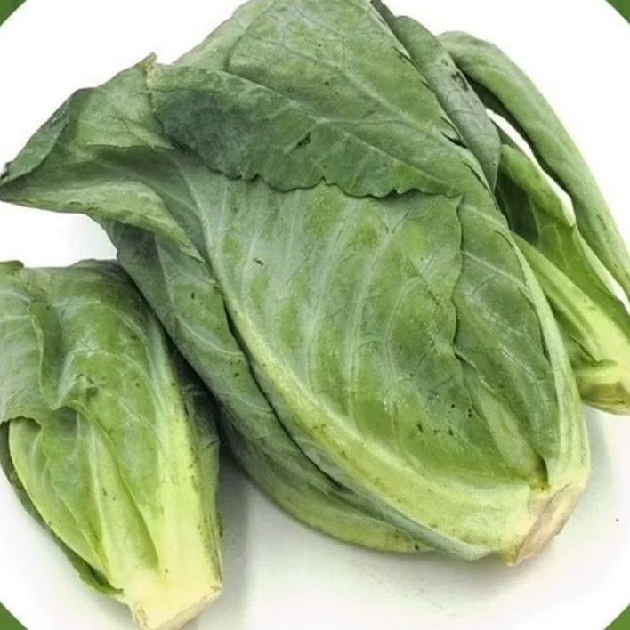 

Baby kol segar murah