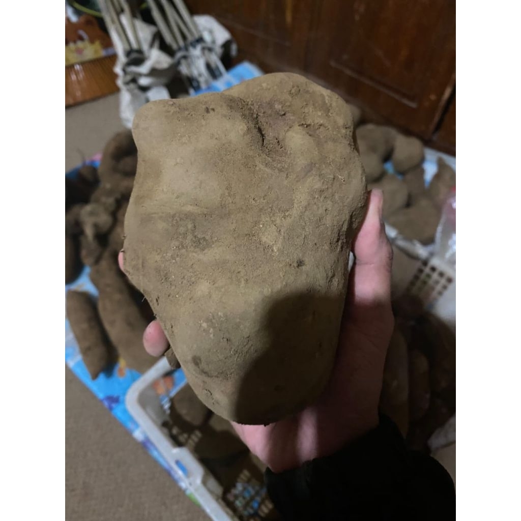 

Ubi yakon asli wonosobo