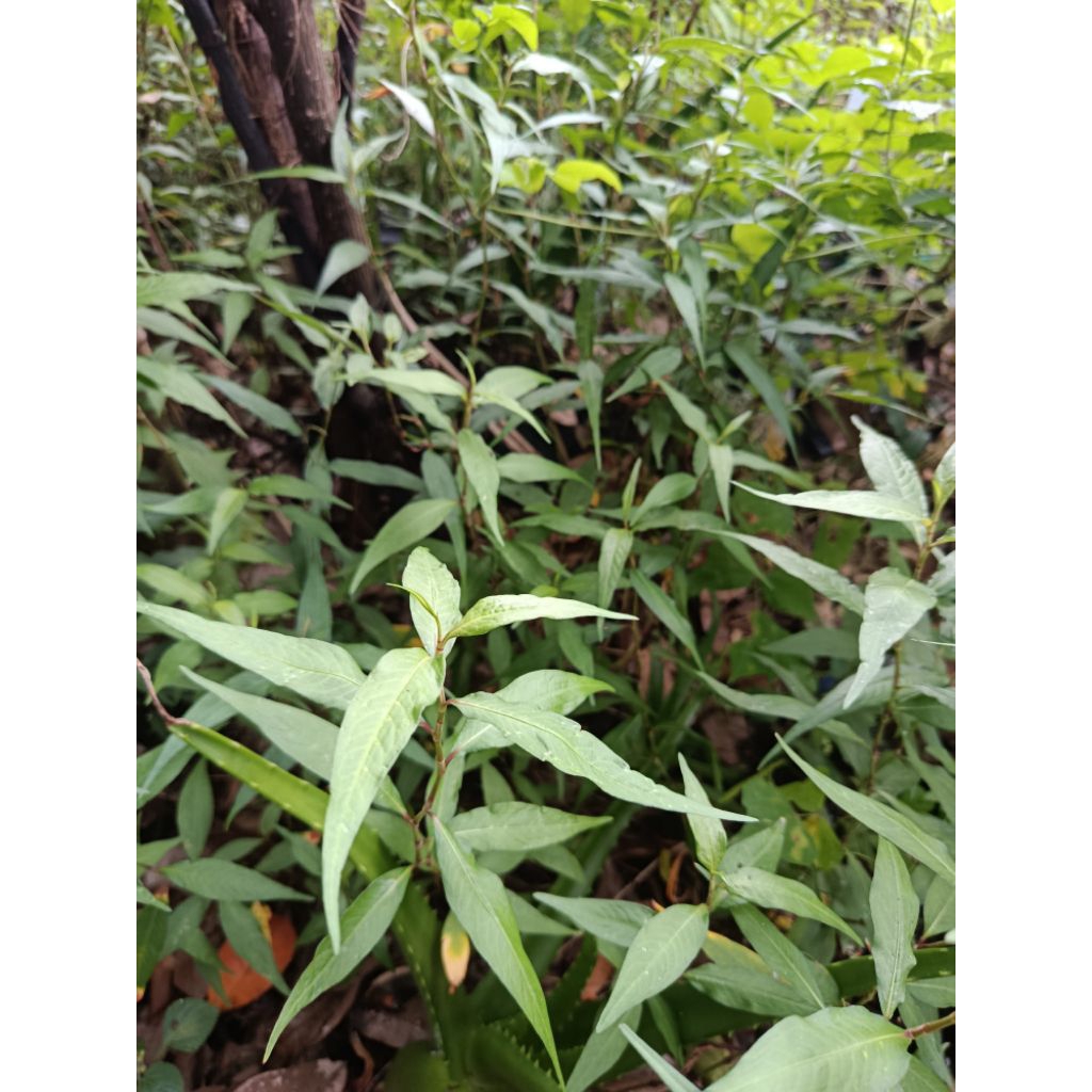 

Daun kesum segar herbal