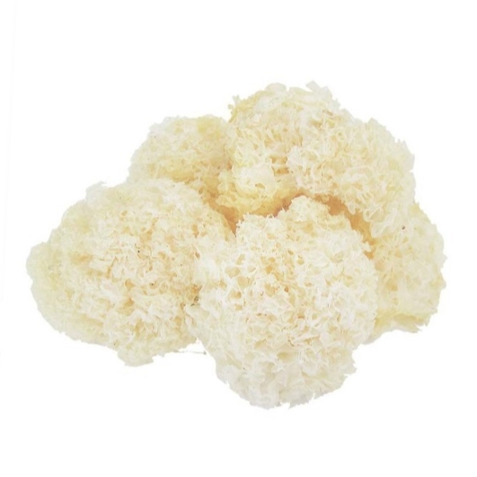 

Jamur Salju Kering / Jamur Salju Fungus / Dried Snow Fungus / Dried White Fungus / Snow Fungus / 2 Kg / Box