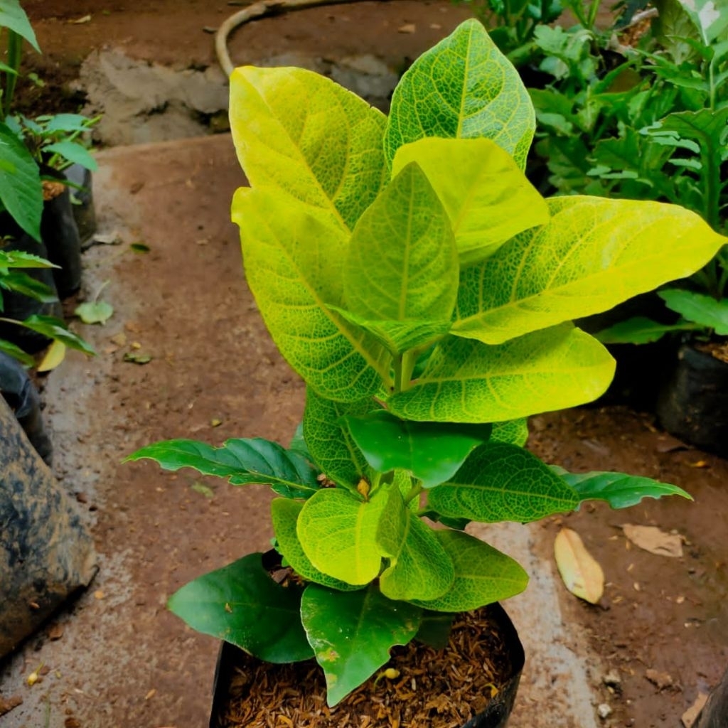 BIBIT MELATI JEPANG POHON HIAS - Pagar Hidup Daun Belang Kuning - Tahan Panas Full Sun