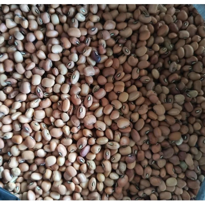 

Kacang Lotho / Kacang Tunggak / Kacang Tolo 1 Kg