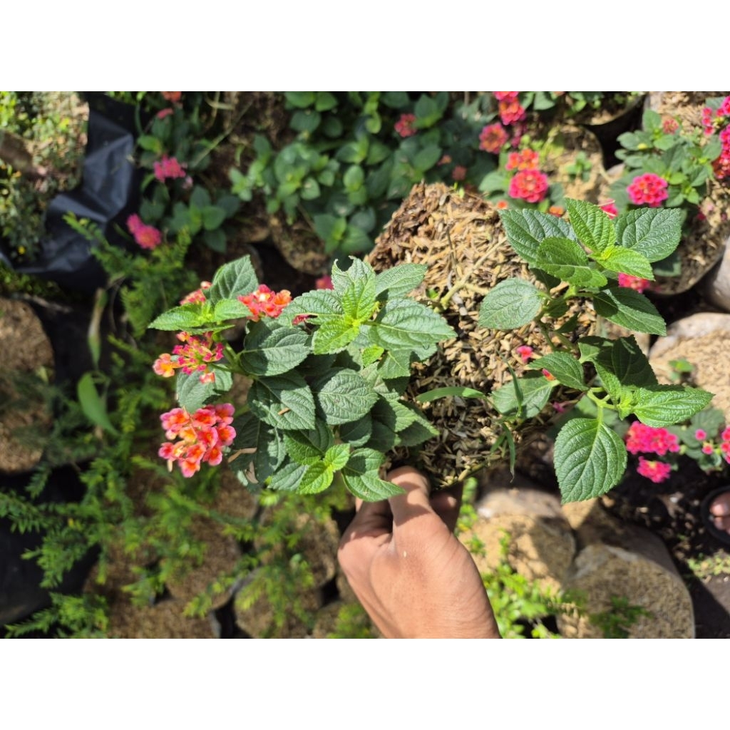 LANTANA BUNGA MERAH