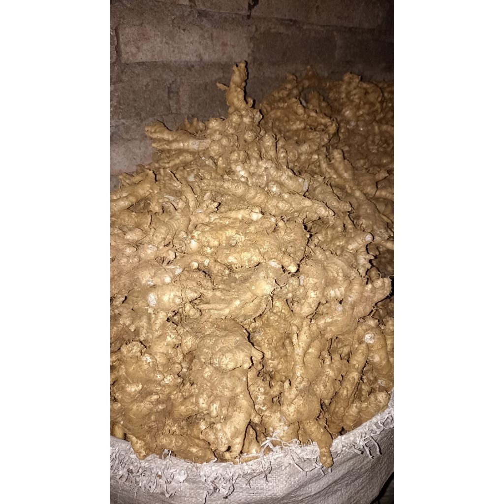 

Jahe Emprit 1kg Fress Hasil Panen Sendiri