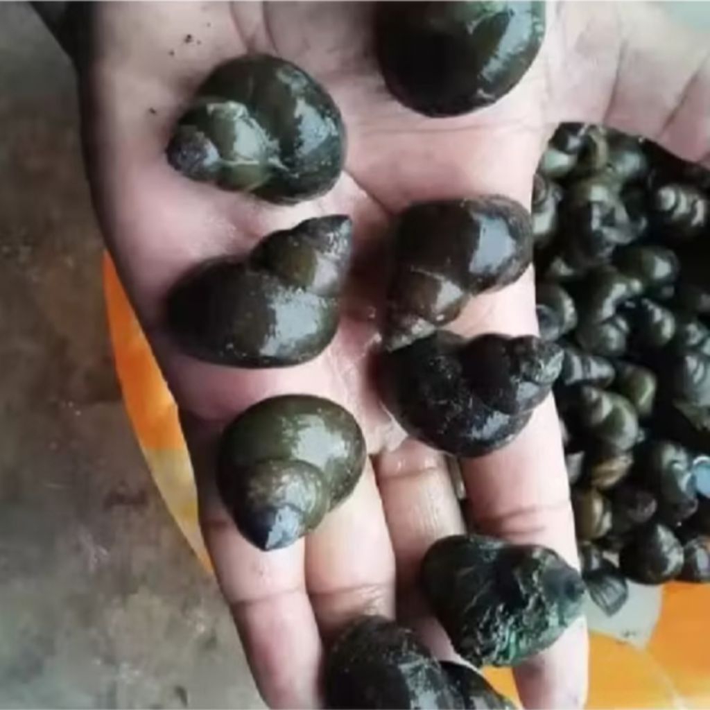 

Tutut sawah fresh/1kg