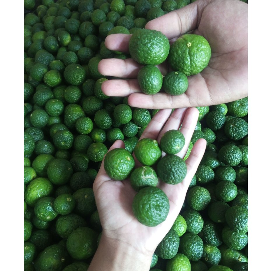 

Jeruk Limau Sambal, Bakso Aci & Seblak Fresh Harvest, Kualitas Terjamin Siap Kirim Cepat