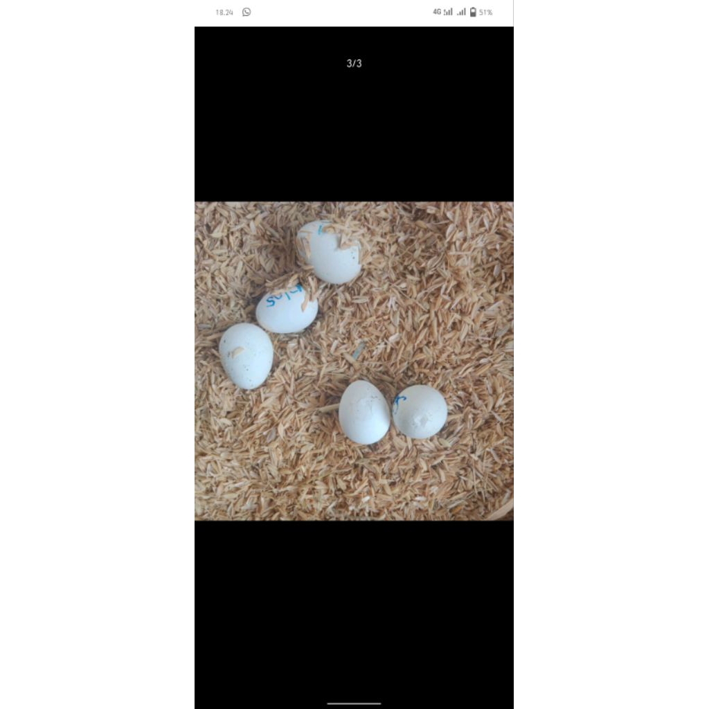 telur ayam kampung asli