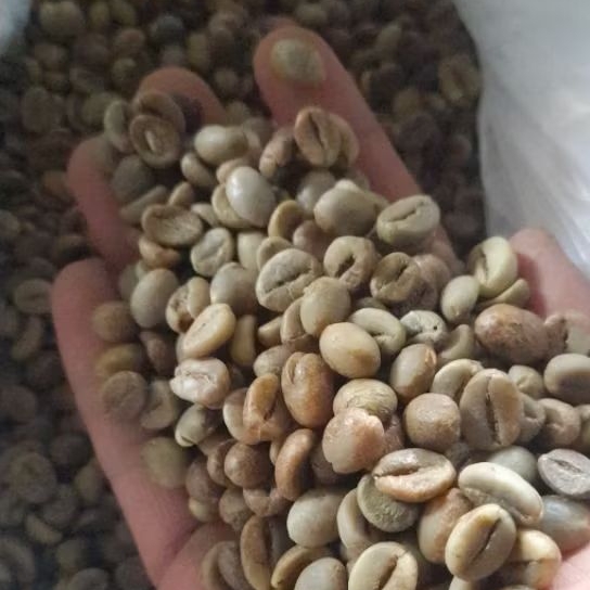 

Grosir Greanbean Kopi Robusta Temanggung G 1 Kemasan 5 KG Biji Kopi Mentah
