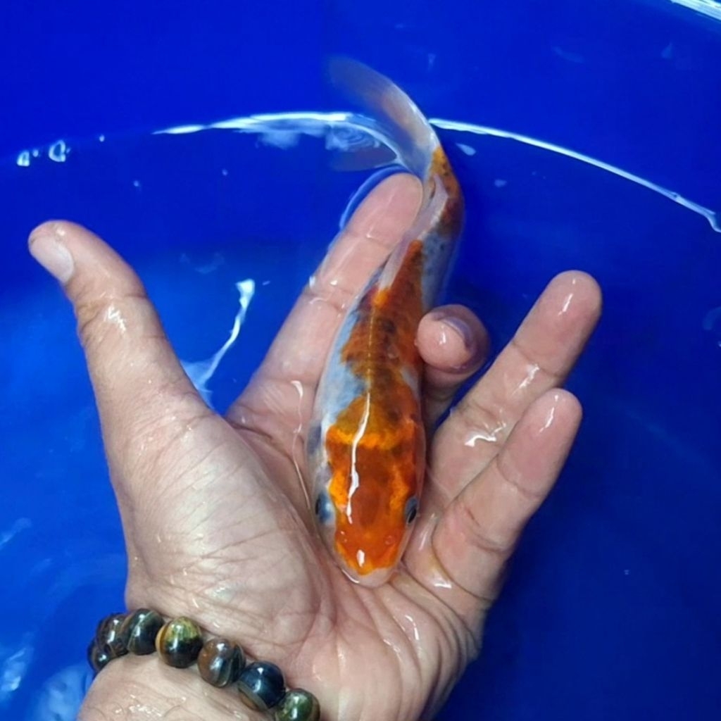 Ikan Koi Blitar Jenis Kujaku / Rumah Koi Jakarta / kode 009