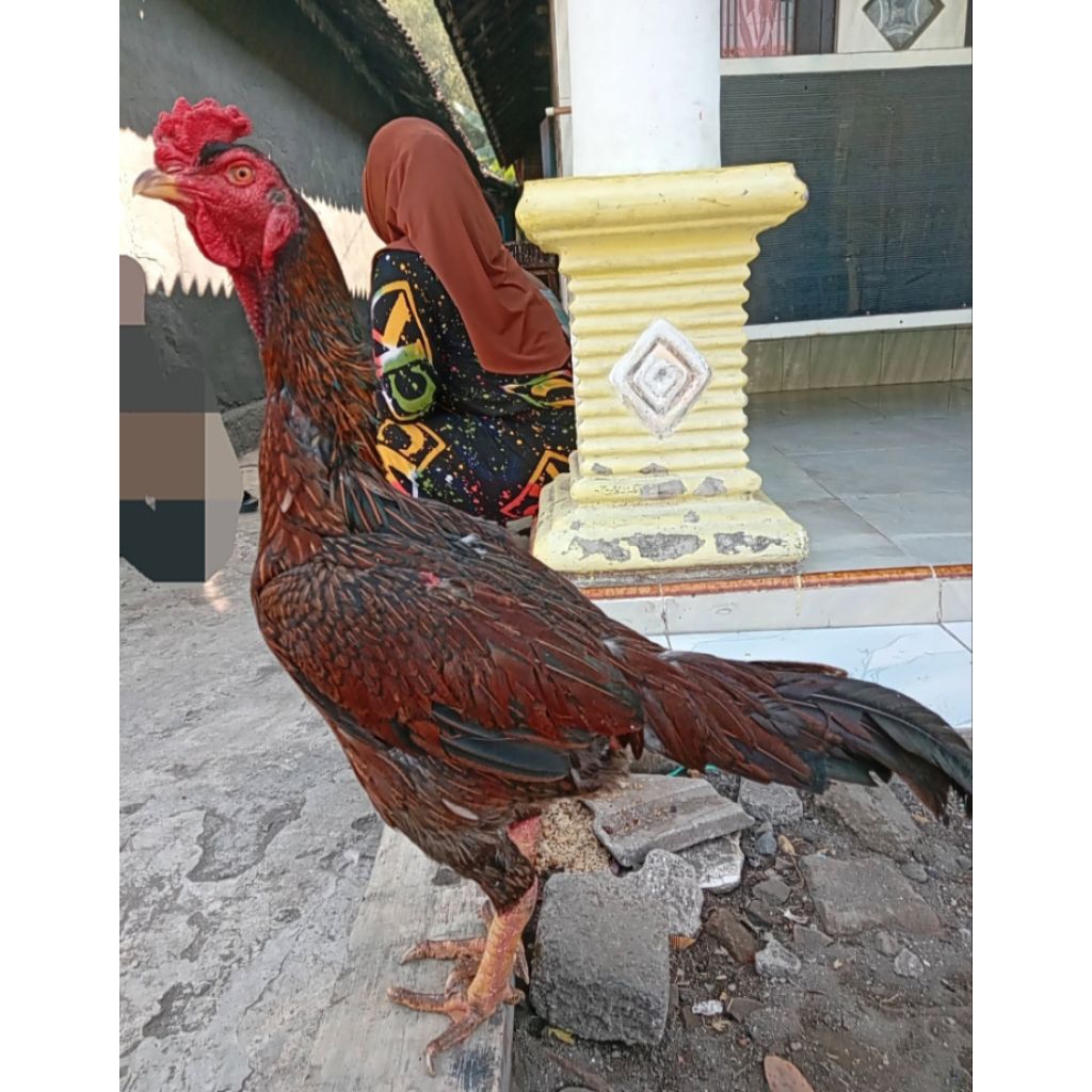 

telur fertil biang bulbi istimewa