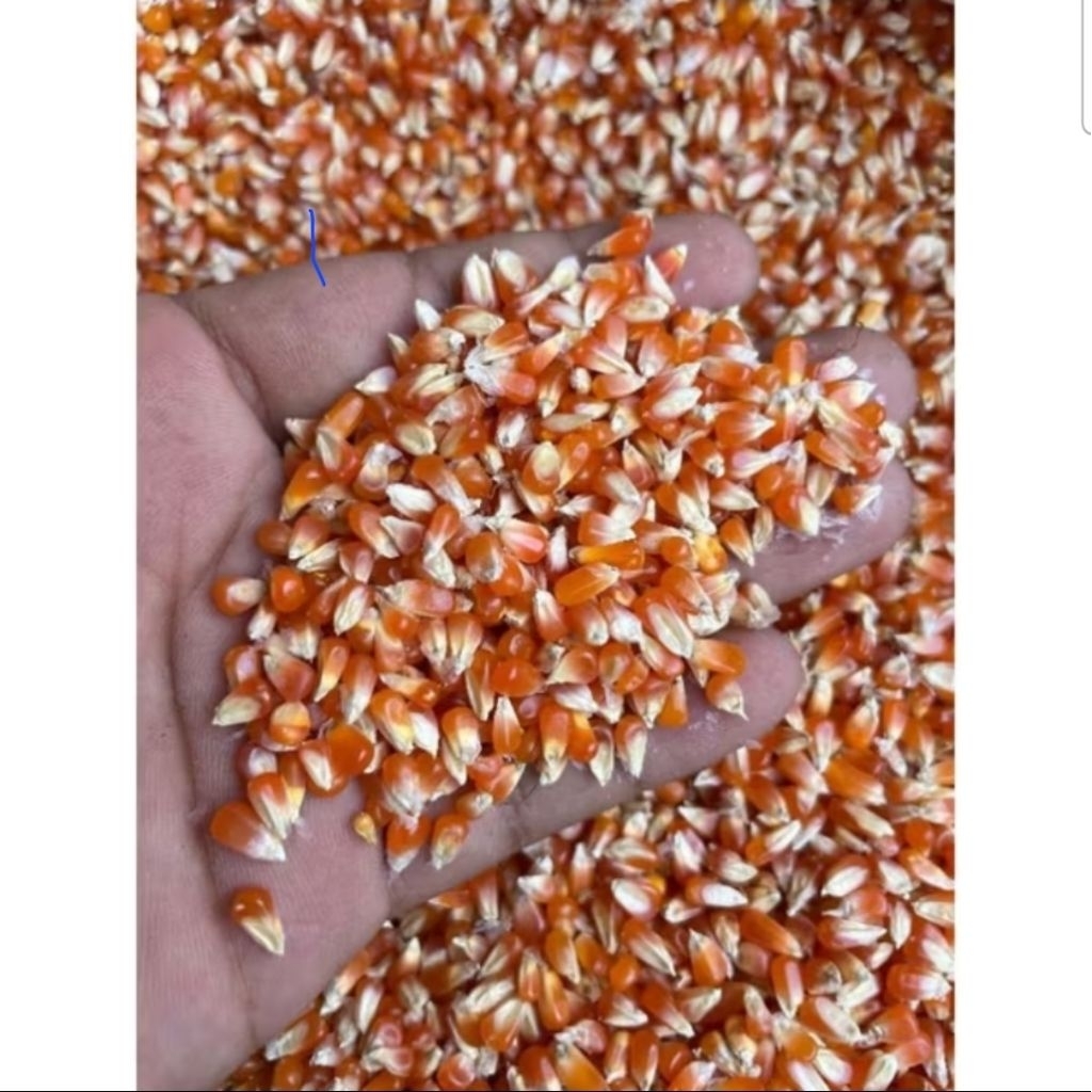 

Jagung Kristal Biji Timun Super