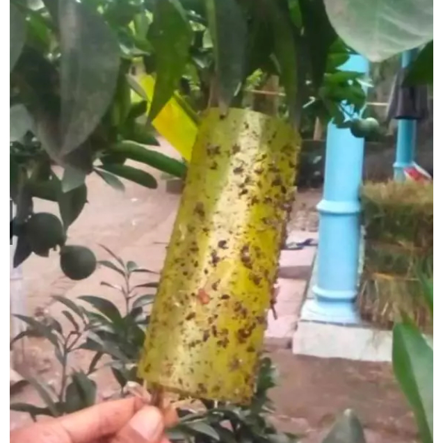 Spider Insect Trap SPIDER INSECT TRAP lem perangkap hama kutu kebul thrips kaper ngengat