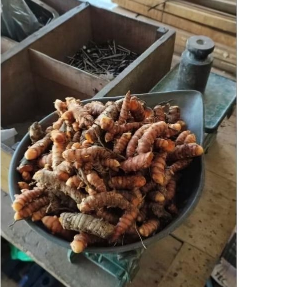 

Kunir Fresh Baru Petik