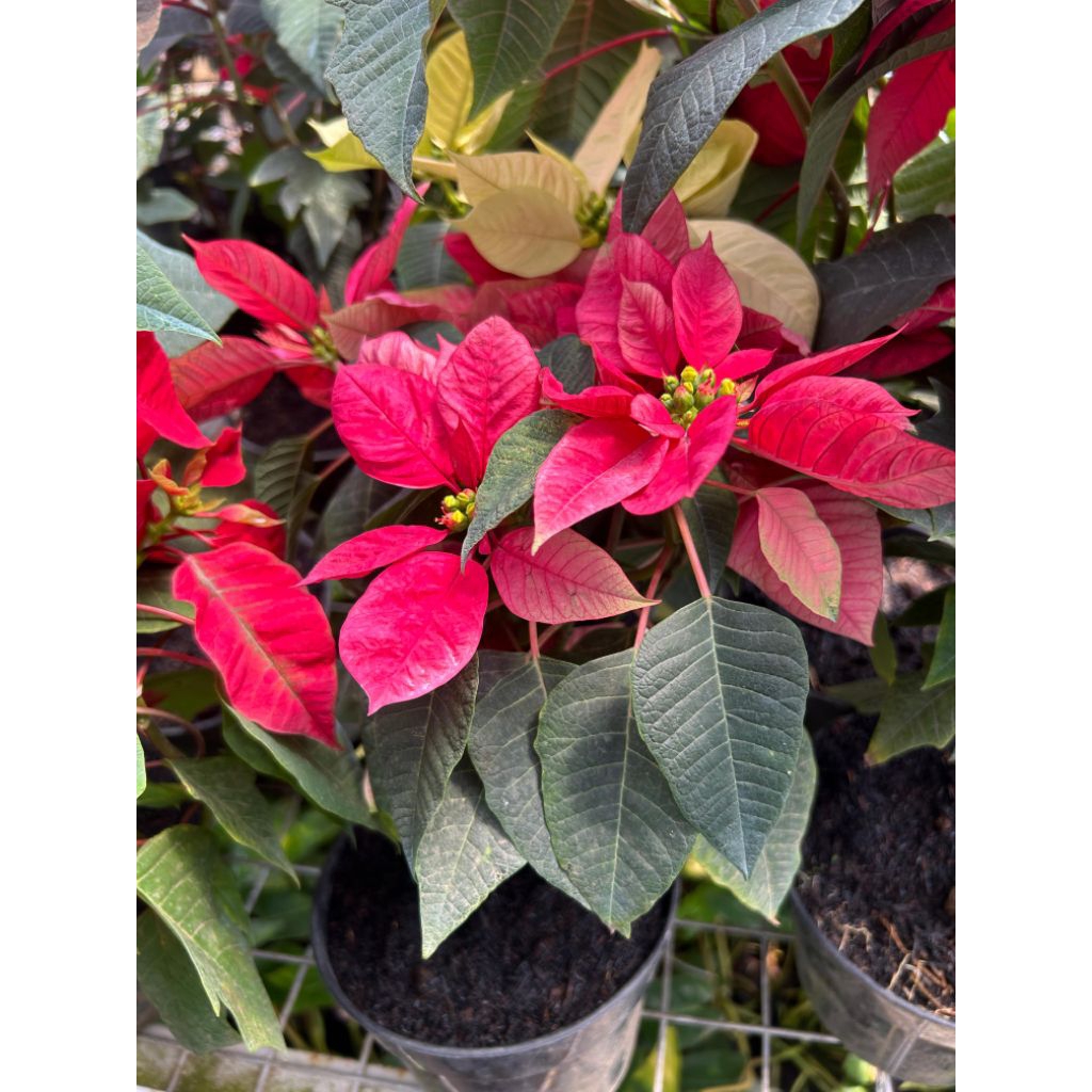 Tanaman Kastuba merah dan kastuba putih