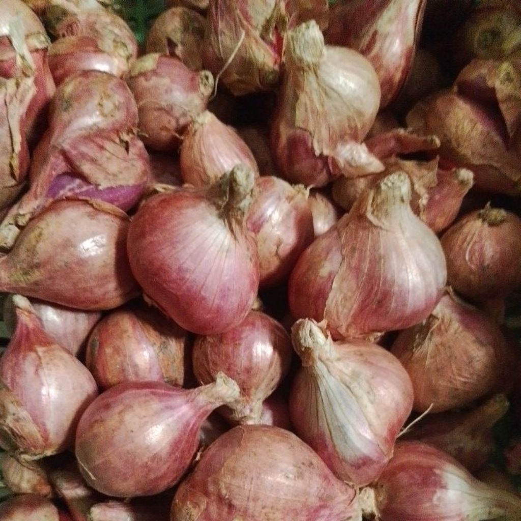 

Bawang Merah Pilihan Fresh 1 Kg