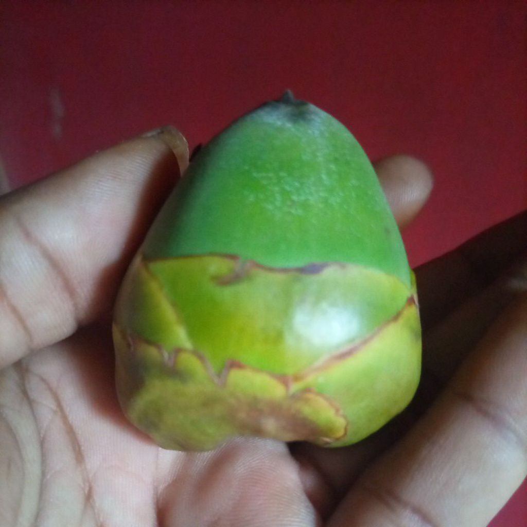 

tembuluk kelapa muda/beluluk kelapa muda